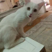 گربه سفید