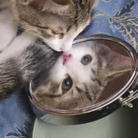 واگذاری گربه رایگان