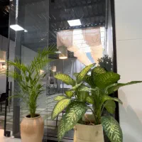 گل اپارتمانی|گل و گیاه طبیعی|بابل, |دیوار