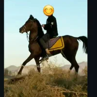 مادیان ۴ ساله عرب ایرانی