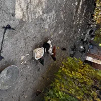 مرغ و خروس و بوقلمون محلی|حیوانات مزرعه|کرمانشاه, |دیوار