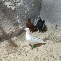 کبوتر رنگه|پرنده|تربت‌حیدریه, پارک پرستار|دیوار