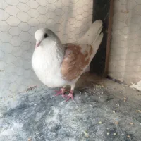 کبوتر دوکت زرد مهر ماده