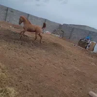 نریون ۴ ساله