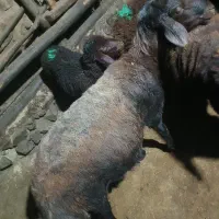 یک عدد بره مناسب برای قربانی