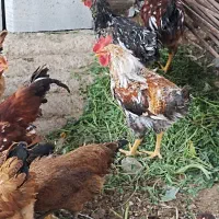 فروش 4 خروس و 15 مرغ تخم گذار|حیوانات مزرعه|شیراز, جمال آباد|دیوار