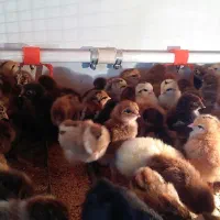 نمایندگی فروش دستگاه جوجه کشی|لوازم جانبی حیوانات|نوشهر, |دیوار