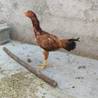 مرغ و خروس لاری|حیوانات مزرعه|میانه, |دیوار