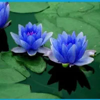 نیلوفر آبی