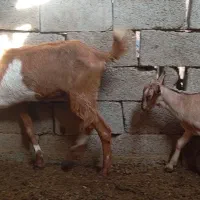 فروش دو تا بز یک کهری|حیوانات مزرعه|رویدر, |دیوار