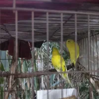 فنچ|پرنده|کرمان, |دیوار