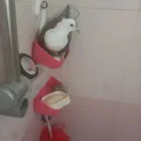باخت خرده کله سفید