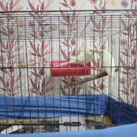 با جفت طوقی یا جفت جوجه طوقی زاغ یا جفت جوجه زاغ|پرنده|لالی, |دیوار