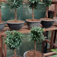 بن سای رتوزا|گل و گیاه طبیعی|صدرا-فارس, فاز ۱|دیوار