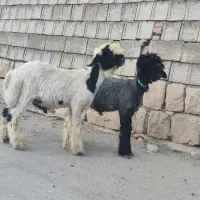 بره تخمی روزگاری|حیوانات مزرعه|کوهرنگ, |دیوار