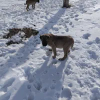 سگ گانگال به|سگ|ماکو, |دیوار