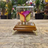 گل روز جاودان|گل مصنوعی|مشهد, آزادشهر|دیوار