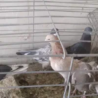 سلام خروس لاری|پرنده|اردکان, |دیوار