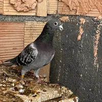 سبز پولکی نر درشت پلاکی صید