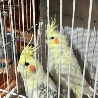 عروس هلندی|پرنده|گرگان, |دیوار