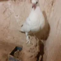 کبوتر|پرنده|ورامین, شهرک مدرس|دیوار