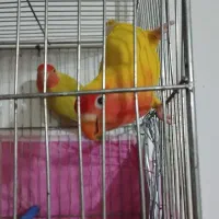 فروش جفت مولد کوتوله زرد آماده تخمگذاری|پرنده|فردوس (خراسان), |دیوار