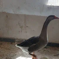 شادگان غوغاز|حیوانات مزرعه|شادگان, |دیوار