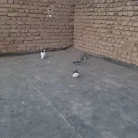 کبوتر|پرنده|نیشابور, فضل|دیوار