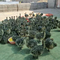 فروش جوجه شترمرغ آذربایجانشرقی