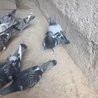 کبوتر مسافتی(پلاکی)