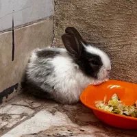 خرگوش