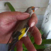 یک عدد جوجه سهره نر قلمی تازه گل زده.