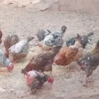 مرغ و خروس ولایتی|حیوانات مزرعه|میان جلگه, |دیوار