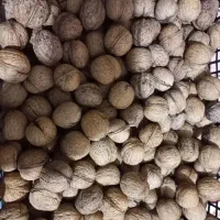 عدس ، عسل، گردو|خوردنی و آشامیدنی|رشت, کوی غلام نیا|دیوار