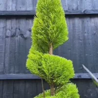 باغبانی وهرس لاوسون|خدمات باغبانی و درختکاری|سرخرود, |دیوار