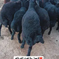 بره ماده قره قزل گوسفند میش قوچ شیشک افشار