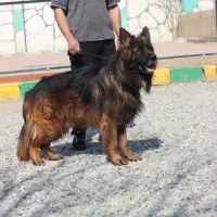 ماستیف ژرمن دوبر رت کن اصیل