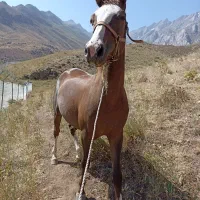 مادیان ۳ساله