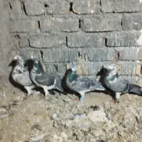 کبوتر|پرنده|تربتحیدریه, پایانه مسافربری تربت حیدریه|دیوار