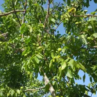 نهال گردو اصلاح شده