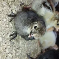 جوجه کاکلی و ساده