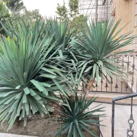 درختچه یوکا