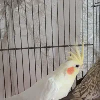 دو عدد عروس هلندی بسیار زیبا و سالم|پرنده|مشهد, فتح المبین|دیوار