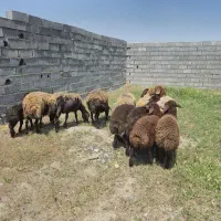 میش بره دار بره درشت