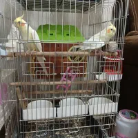 عروس هلندی