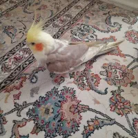 عروس هلندی برای واگذاری