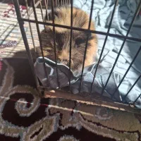 یک عدد خوکچه هندی دستی و خوش رنگ