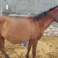 مادیان 8ماه آبستن