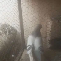 کفتر قلاق وترکیه ای سرور|پرنده|برخوار, |دیوار