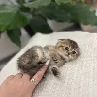 بچه گربه اسکاتیش و بریتیش